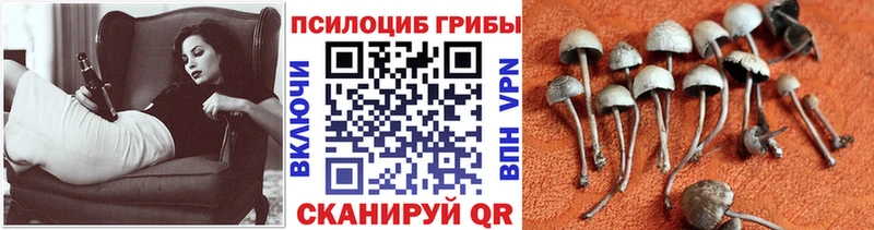 Псилоцибиновые грибы Magic Shrooms  ссылка на мегу маркетплейс  Почеп 